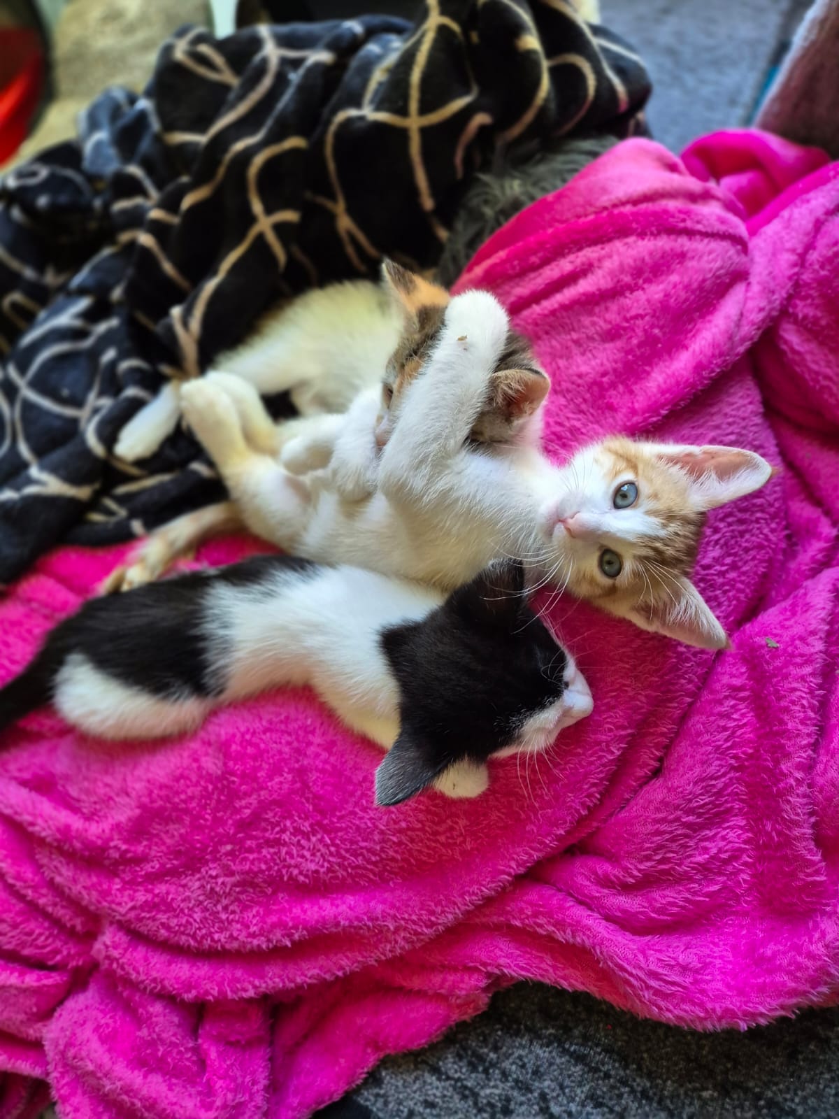 Olive, Pepper and Cheddar, three foster kittens cuddled together