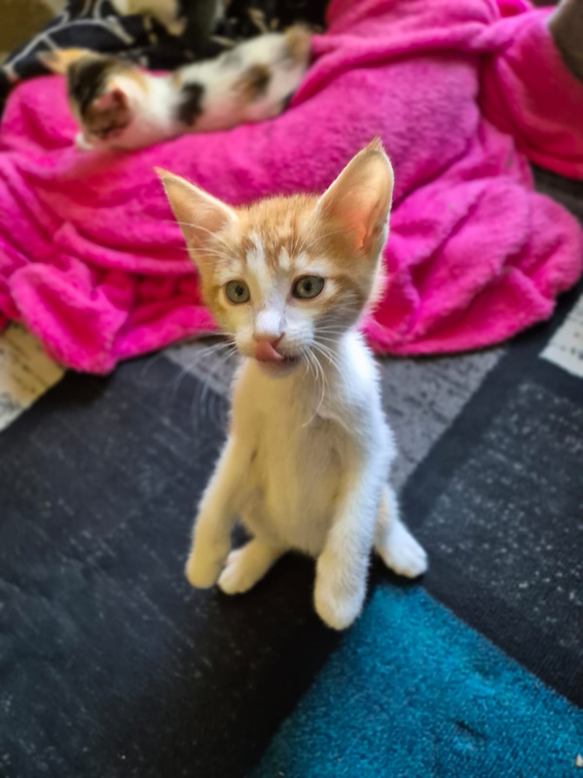 Cheddar, a warm orange kitten