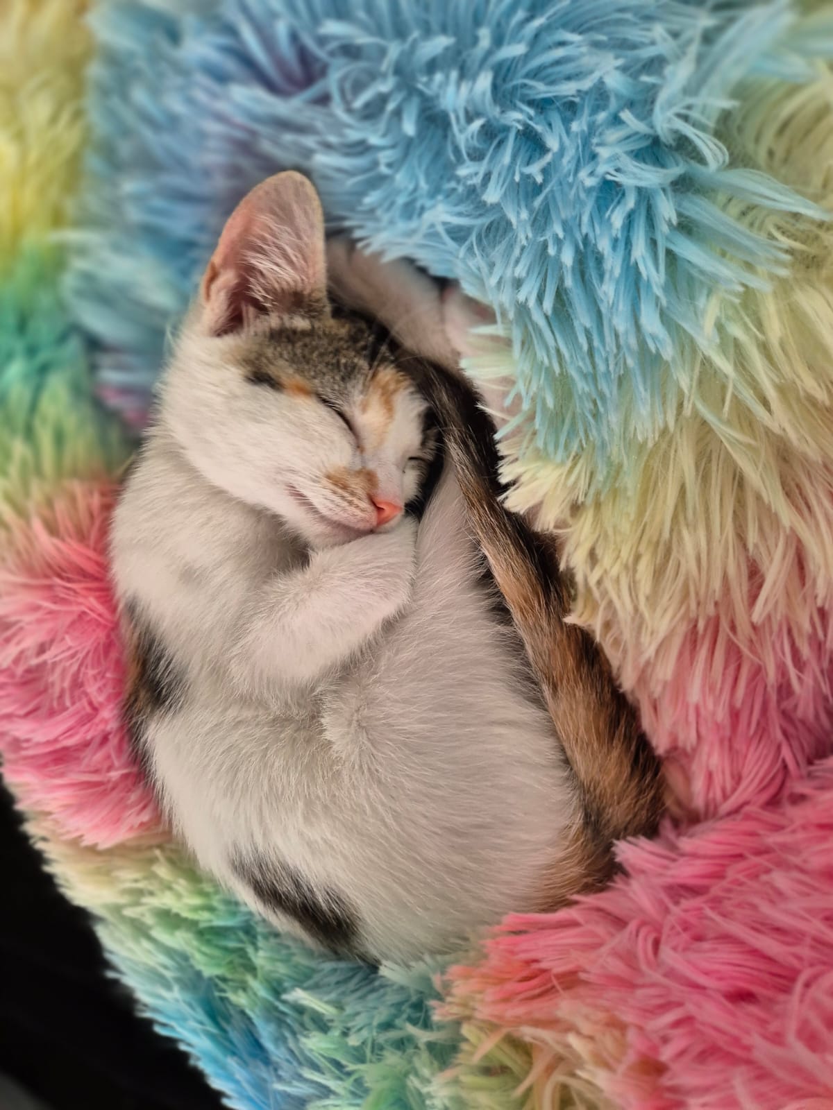 Olive, a sweet kitten resting