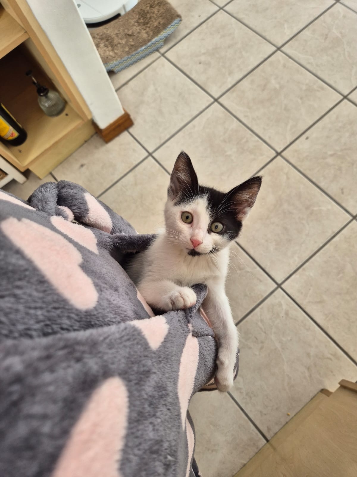 Pepper, a curious kitten peeking out of a shirt pocket