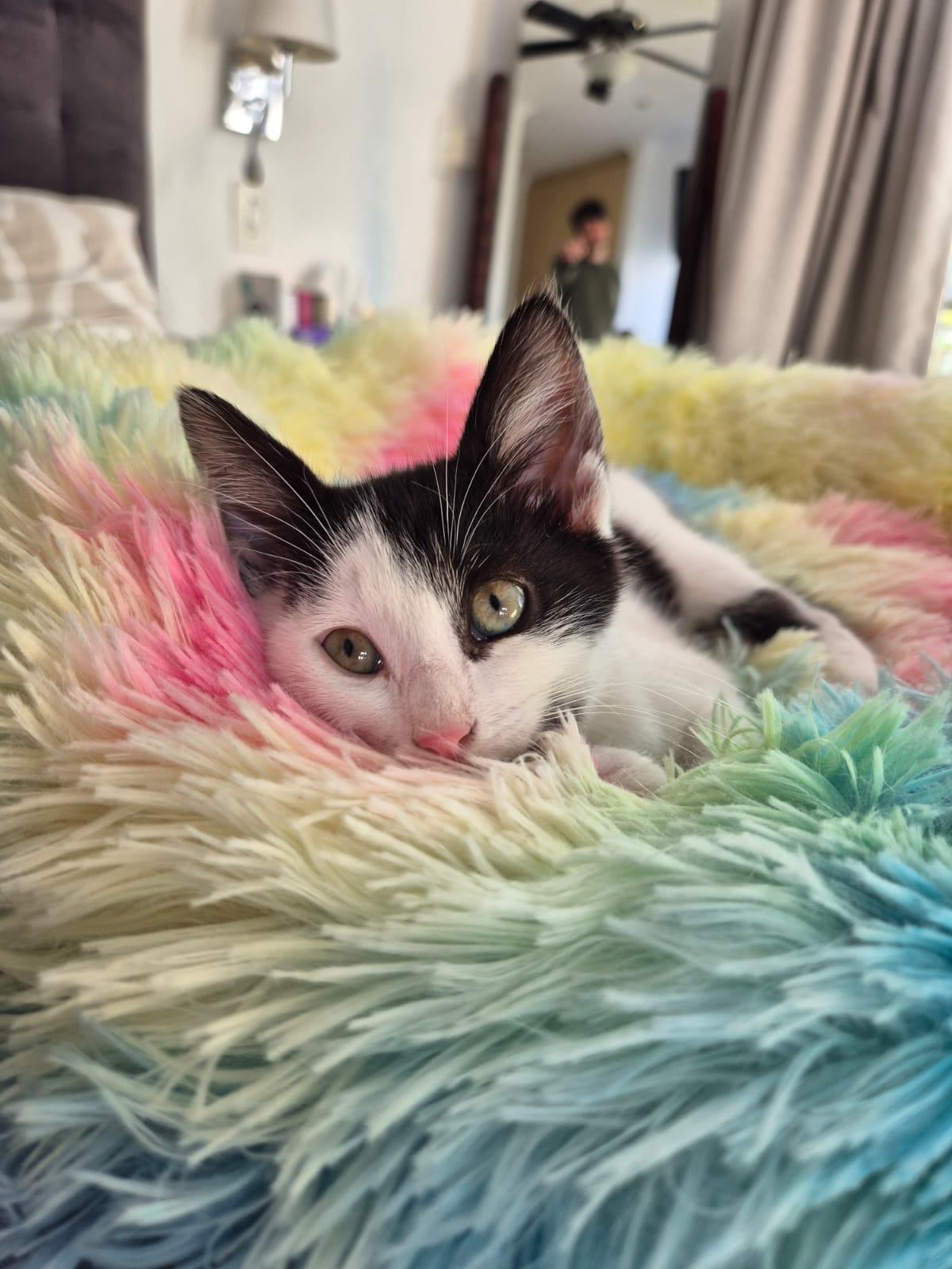 Pepper