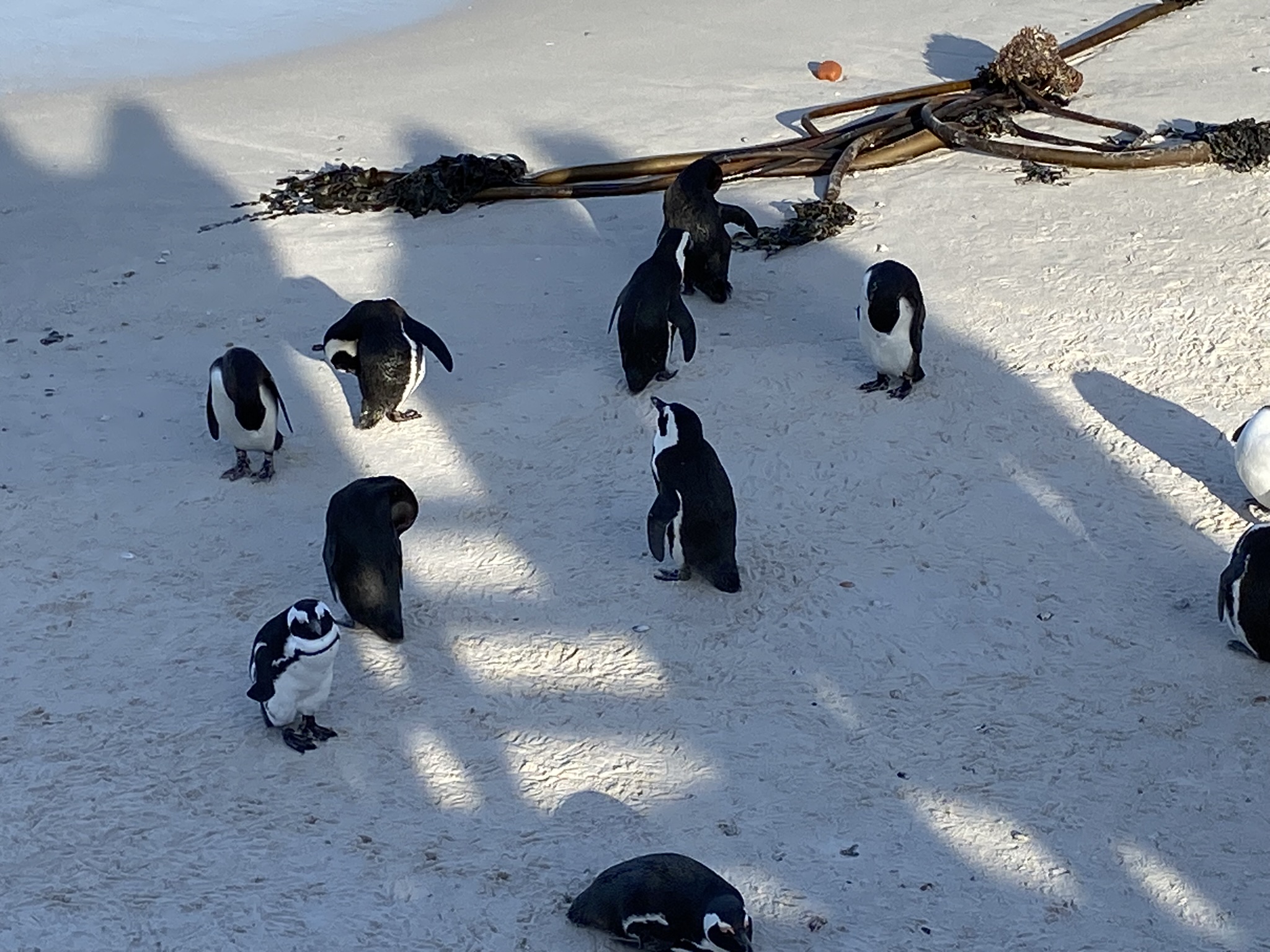 African Penguins at Boulders Beach